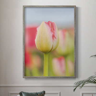 Twotone Tulip Framed Print  Solid Wood