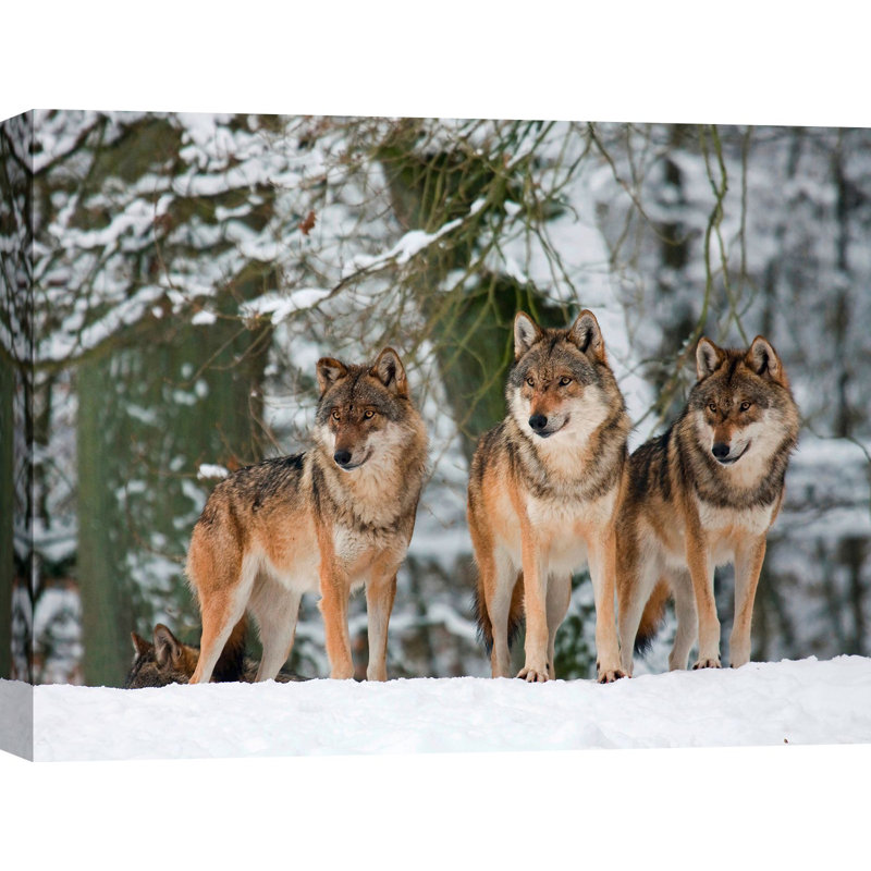 Wolves In The Snow, Germany - Wrapped Canvas Print, 70cm H x 100cm W x 4cm D