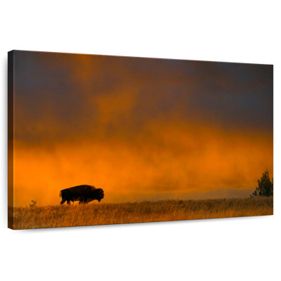 Alvord Bison In Theodore Roosevelt National Park