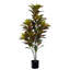  36 po. Plante en pot Croton.-1847274249