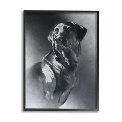 Gris anthracite, portrait de chien Labrador