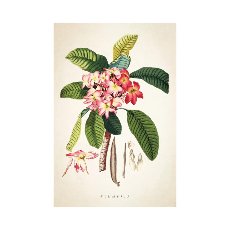 Plumeria Botanical Print - Wrapped Canvas Painting, 66.04 cm H x 45.72 cm W