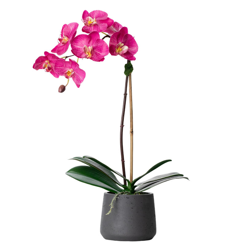 Arrangement floral orchidée en pot, Noir