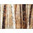Rustic Landscapes Tree Trunks Braided Polyester Placemat