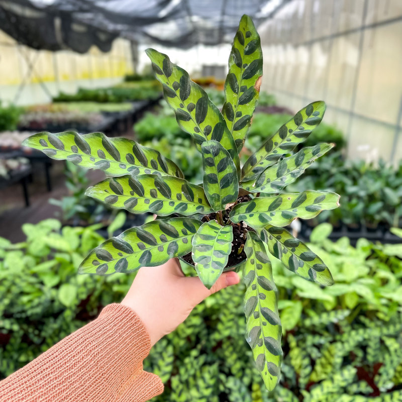 Live Rattlesnake Calathea Plant, Black, Nursery Pot
