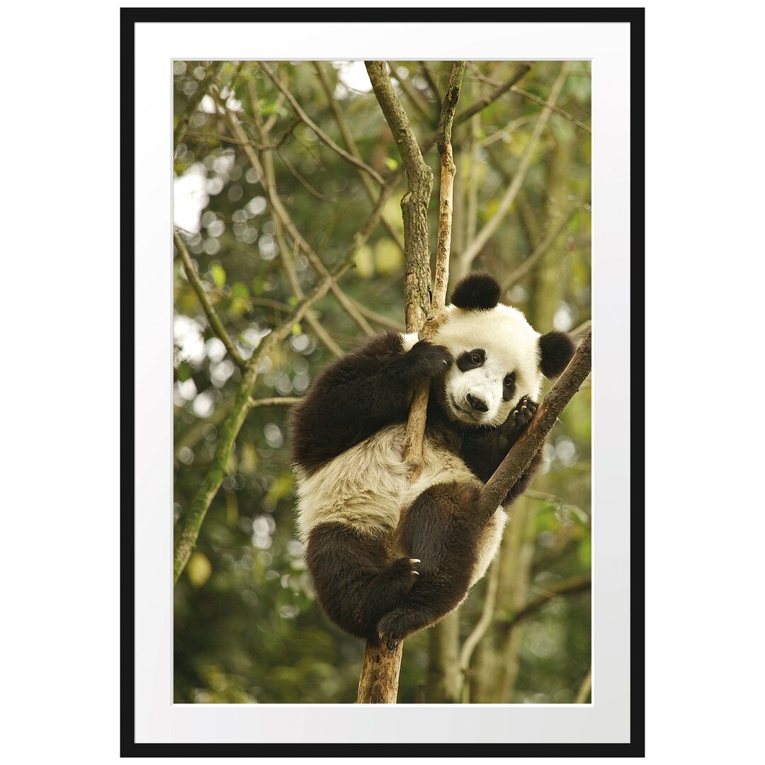 Gerahmtes Poster Niedlicher Pandabär auf Baum