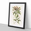 Mountain Laurel Flowers by Mark Catesby - Picture Frame Painting Print-55725991-55726000