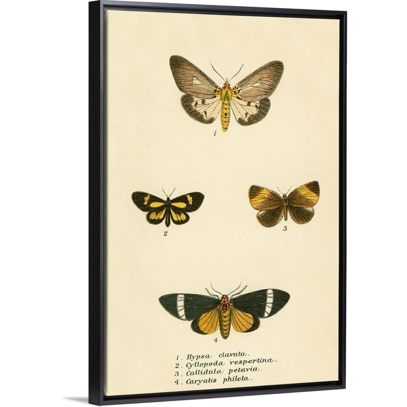 Papillons par English School - reproduction sur toile, H 26 po x l 18 po x P 1,75 po, Cadre noir