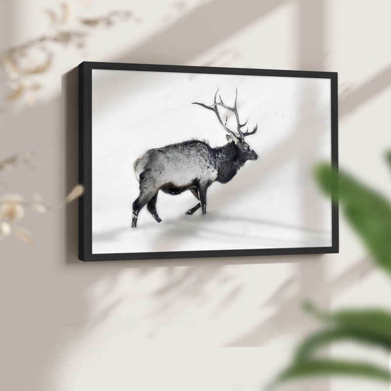 Lone Bull -Framed Print - Restickable, H 22 po x l 28 po, Noir, noir, noir, noir