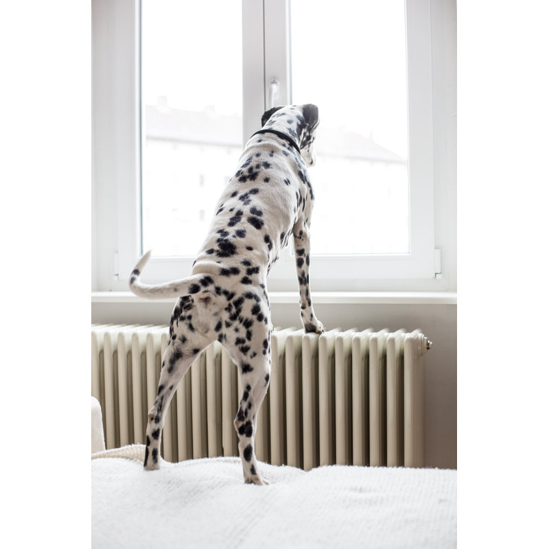 Dalmatien regardant par la fenêtre par Alvarez, H 48 po x l 32 po
