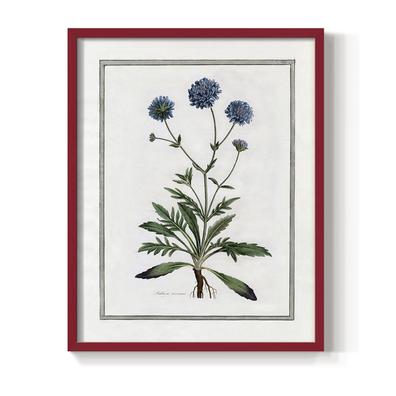 «Soft Botanical II», reproduction encadrée - bois massif, Rouge, H 10 po x l 8 po