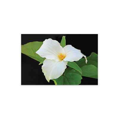 " Trillium " by Brian Wolf