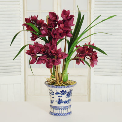 Plante cymbidium en pot ovale