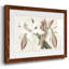 Amaryllis Varietals II-1115834299-1115834297