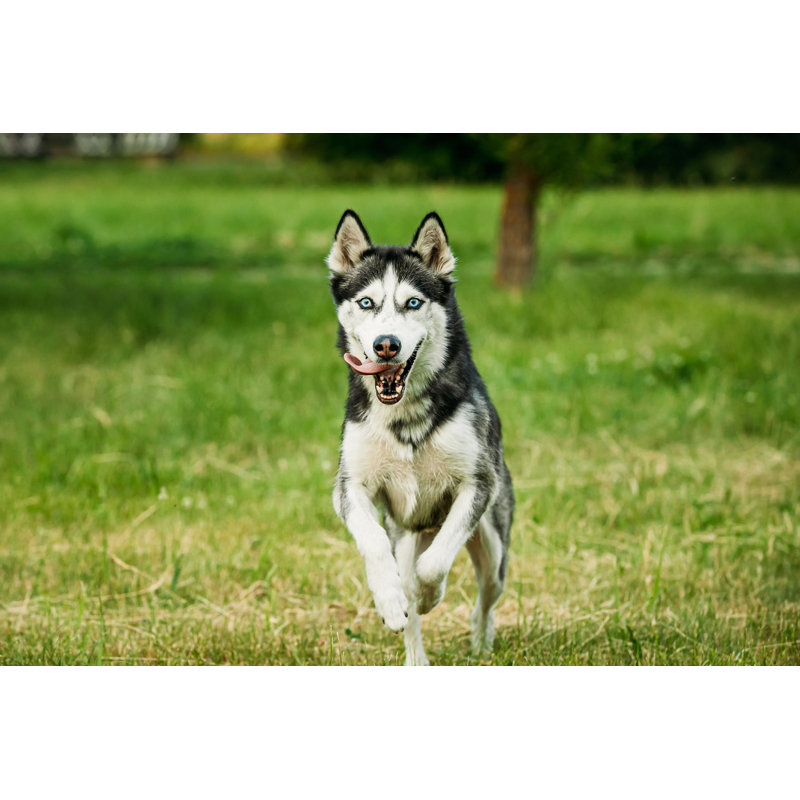 Husky sibérien - photographie sur toile tendue, H 32 po x l 48 po