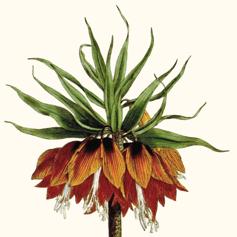 Cropped Antique Botanical V by Vision Studio - Wrapped Canvas Print, 76cm H x 76cm W