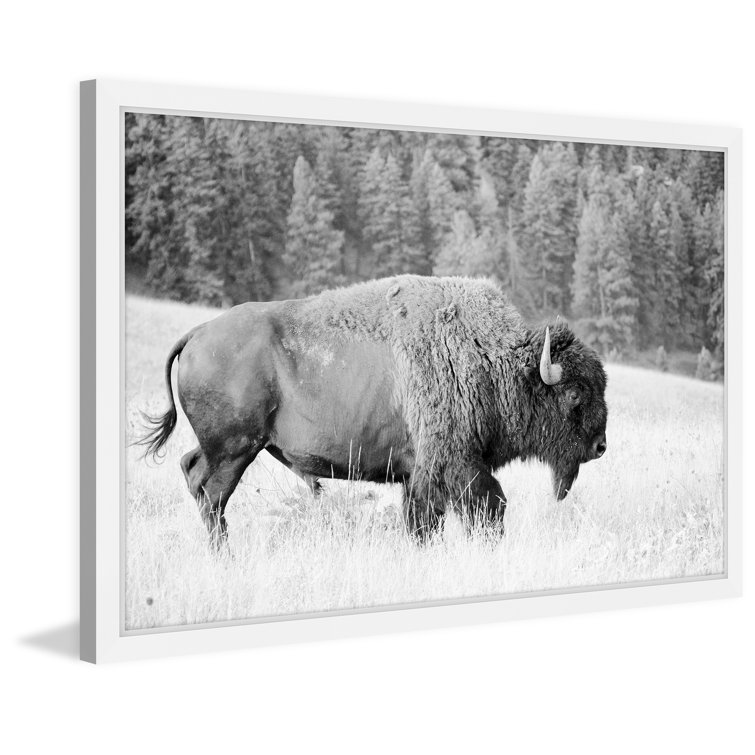 'Buffalo Grazing' Framed Photographic Print