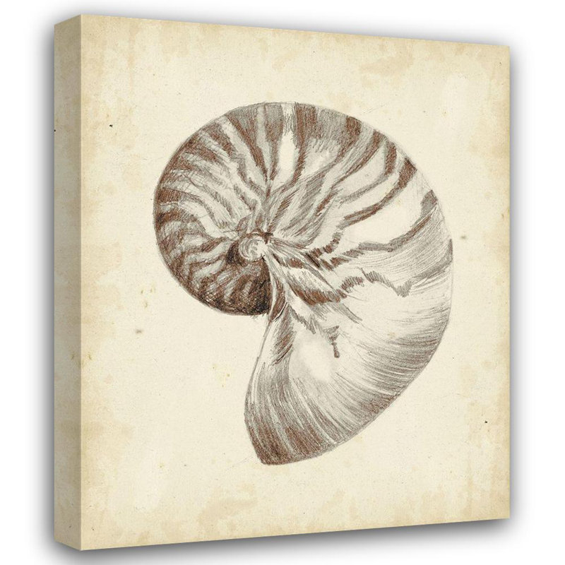 «Dovecove Harper», art sur toile tendue par la galerie Ethan: Custom Antique Shell Study I