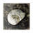 Marble Shell Series II-2027555562