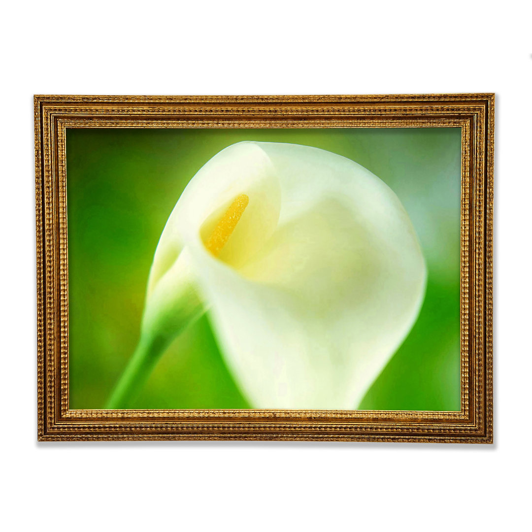 Einzelne weiße Calla Lily Gerahmter Druck