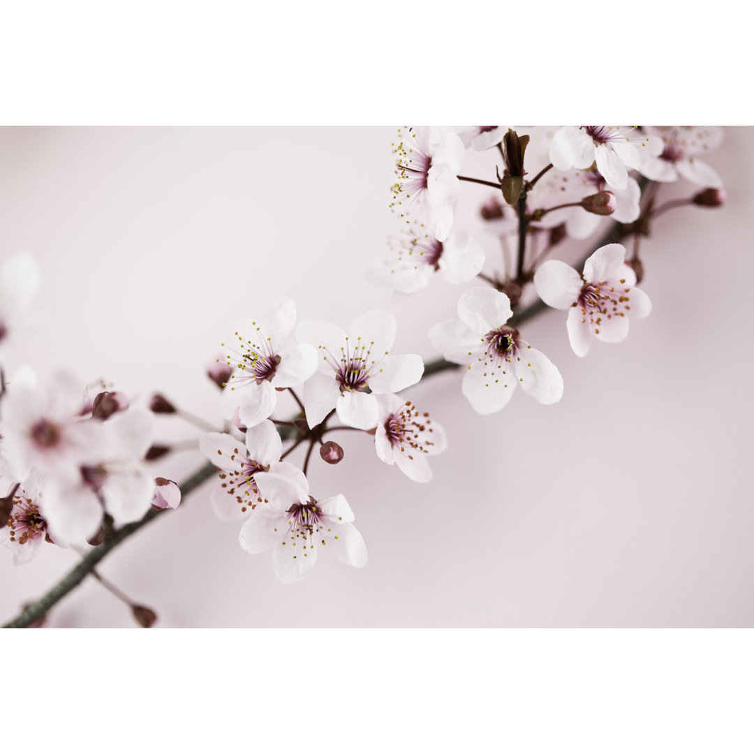 Sakura Kirschblüte - Druck