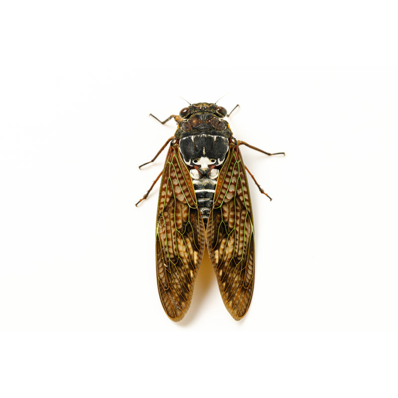 Large Brown Cicada - Wrapped Canvas Print, 81cm H x 122cm W