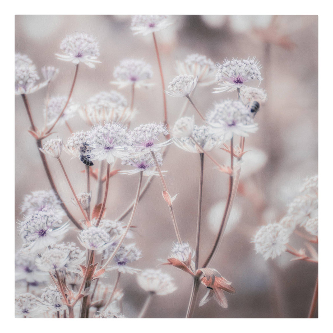 Leinwandbild Federleichte Wildblumen von Monika Strigel