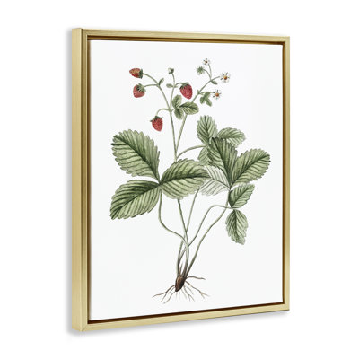 Budding Strawberries Study Framed Floater Canvas Wall Art by Lettered and Lined