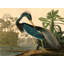 Louisiana Heron by John Audubon - 1 Piece Painting on Canvas-838040266