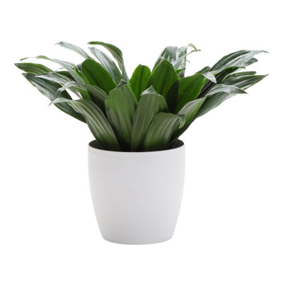 Dracaena Plant in Pot