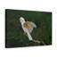 Majestic Cockatoo Print Animal Wall Art-1737981000