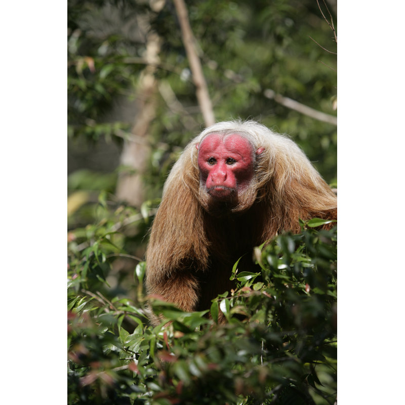 Uakaris Monkey by MikeLane45 - Wrapped Canvas Print, 30cm H x 20cm W