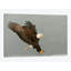 «Bald Eagle Swooping in for a Catch, Homer, Alaska, USA», reproduction de photo sur toile-28622752-72399690-72399701