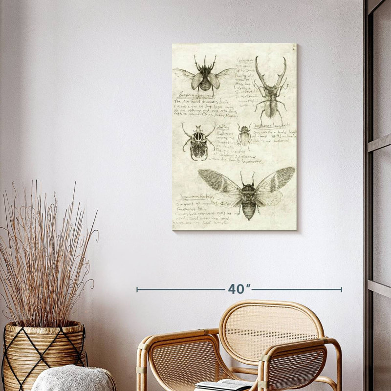Insect Sketch, 36" H x 24" W