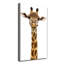 Giraffe - Wrapped Canvas Print