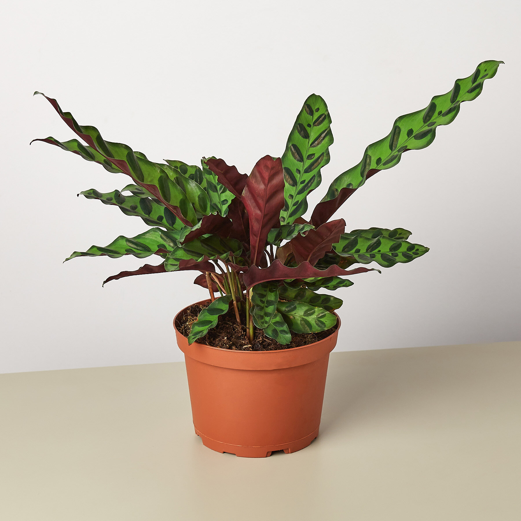 House Plant Shop Live Foliage Plant & Reviews | Wayfair