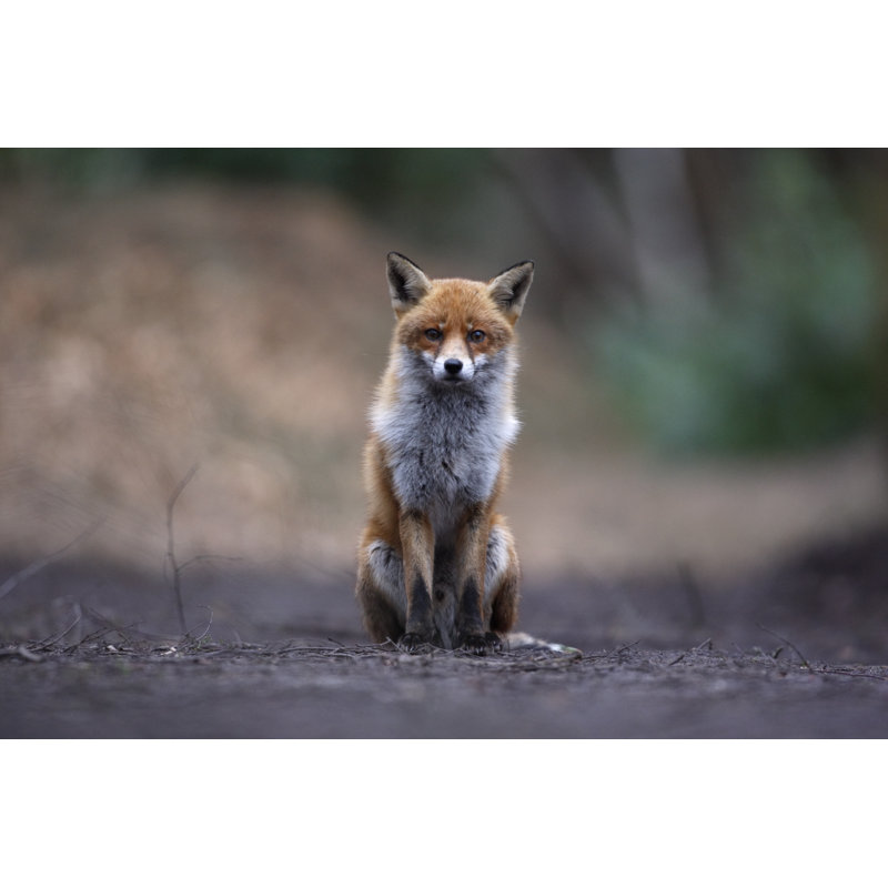 Red Fox - Wrapped Canvas Print, 51cm H x 76cm W