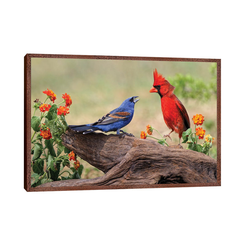 Blue Grosbeak And Male Northern Cardinal Fighting. Rio Grande Valley, Texas by Adam Jones - Gallery-Wrapped Canvas Giclée on Canvas