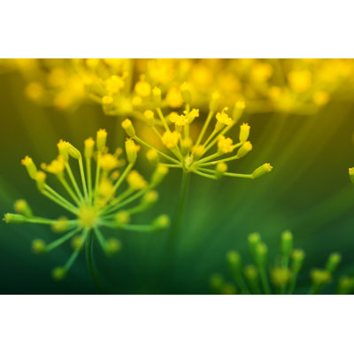 Dill by Pawel Gaul