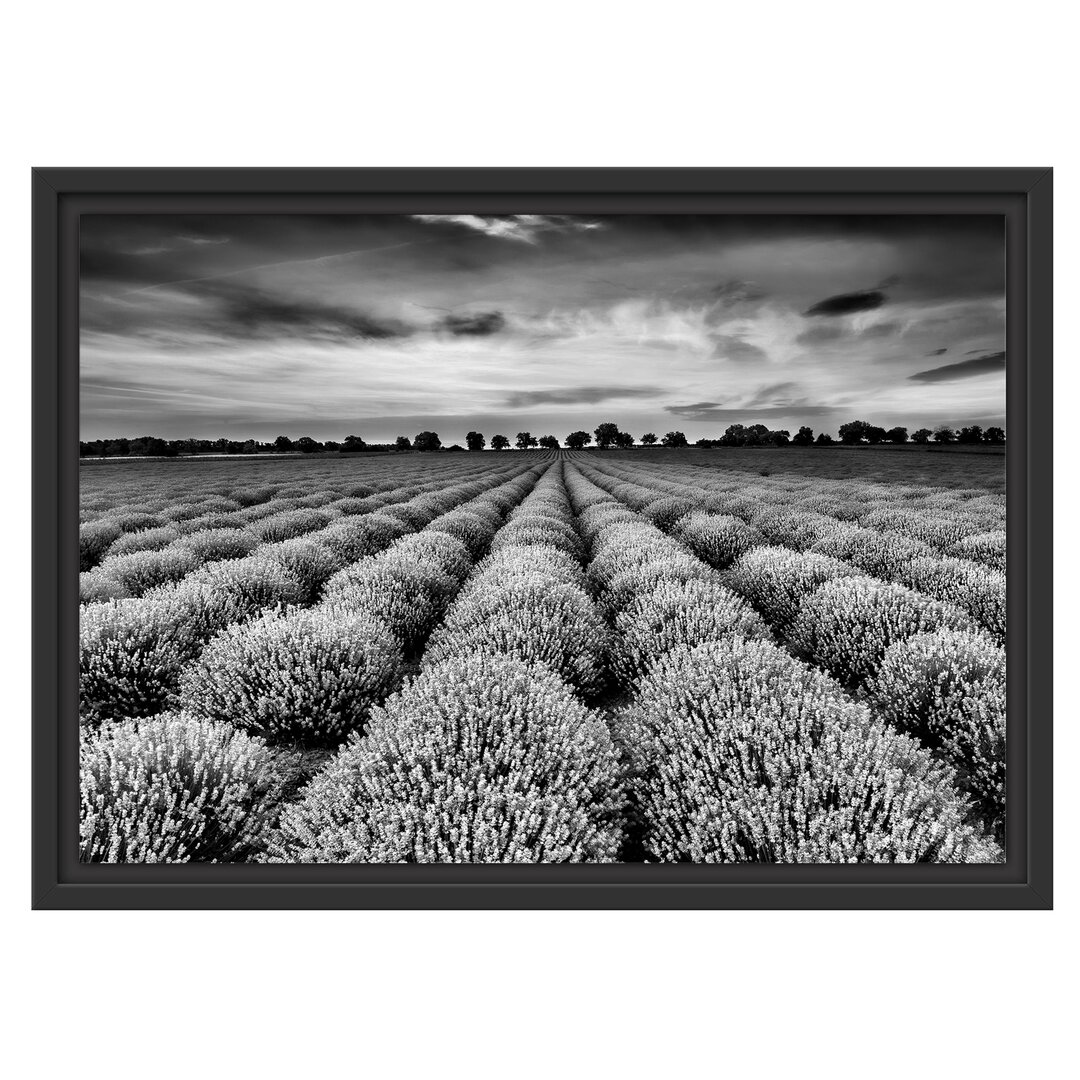 Gerahmtes Wandbild Wunderschöne Lavendel Provence