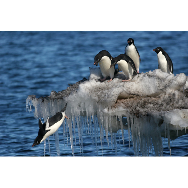 Diving Penguin by Flammulated - Wrapped Canvas Print, 51cm H x 76cm W 