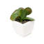 Ensemble de 12 mini cactus artificiels en pot 12 pièces