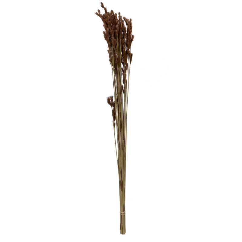 33'' Plant