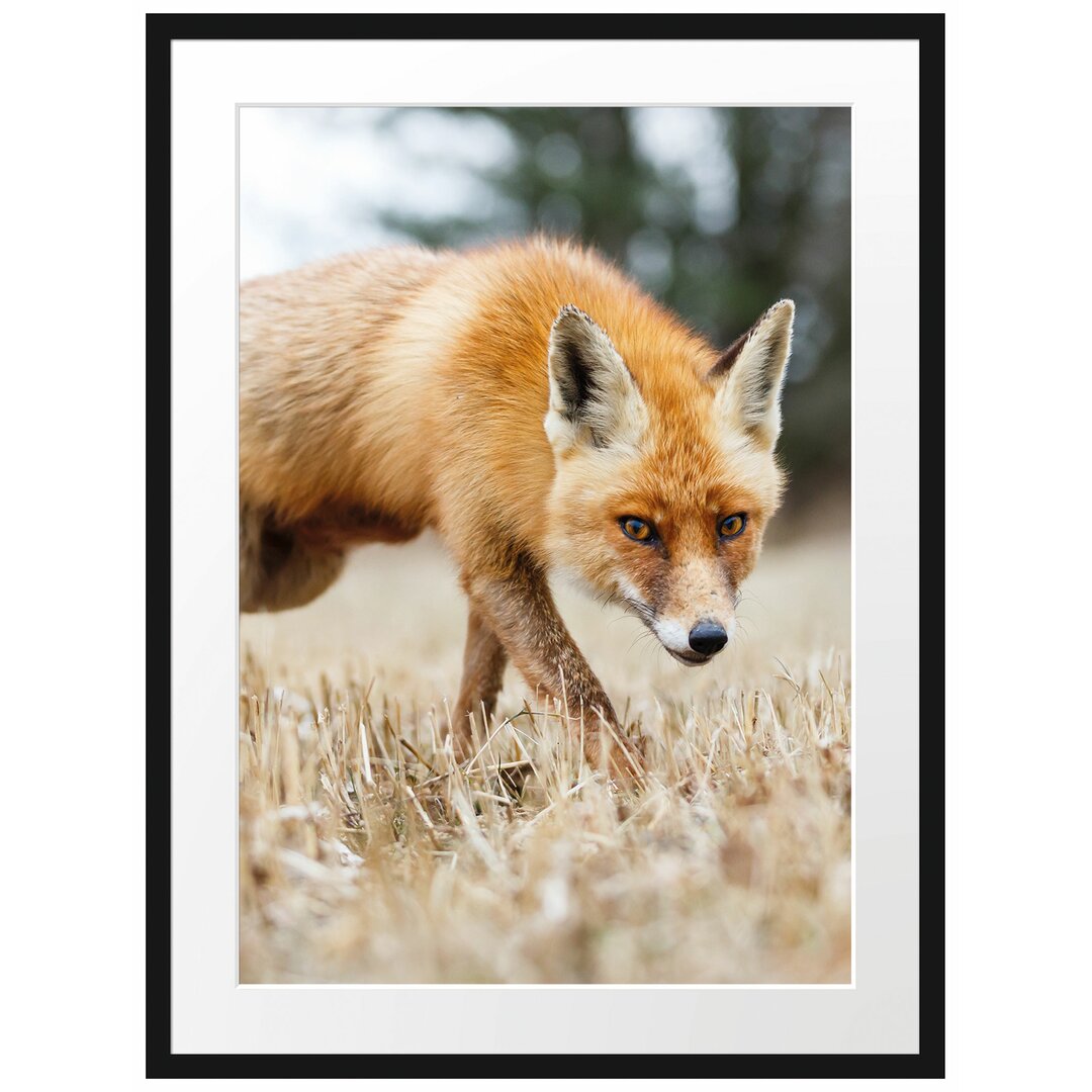 Gerahmtes Poster Schöner Fuchs