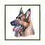 « German Shepherd I » par Edwatercolours-impression-54008639-54008665-54008636