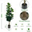 150cm Plant
