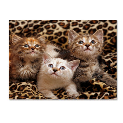 Alexan «Kittens 3», reproduction de photo sur toile tendue