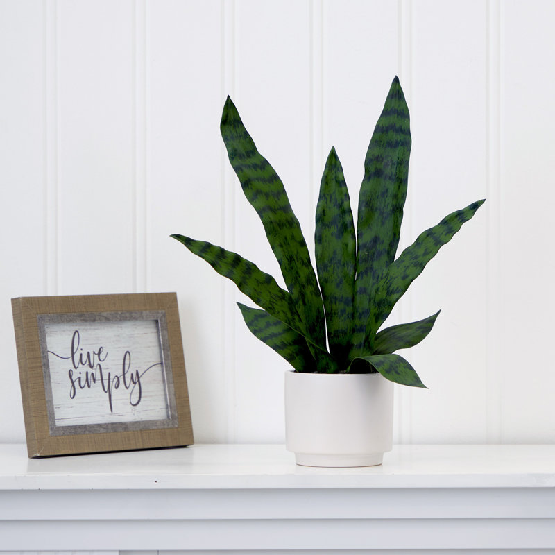 Plante de 16 po