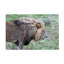 Art sur toile, "Bob Bob Langrish"-104136528