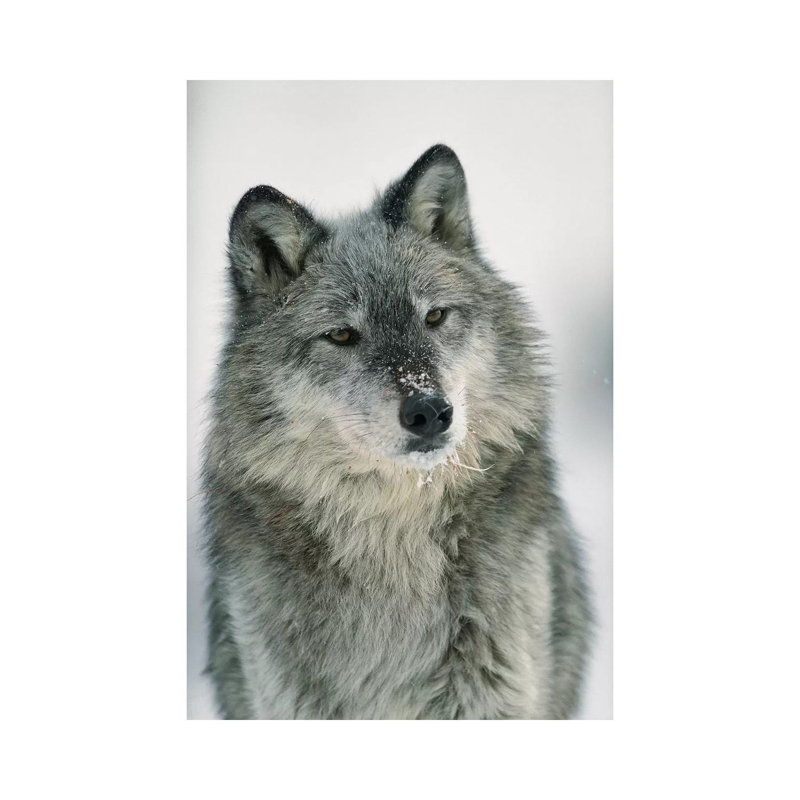 Timber Wolf with Snow on Muzzle, Montana 1 Piece Wrapped Canvas Wall Art, 20.32 cm H x 30.48 cm W